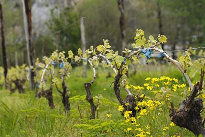 Vineyard Vine Nature Spring Picture