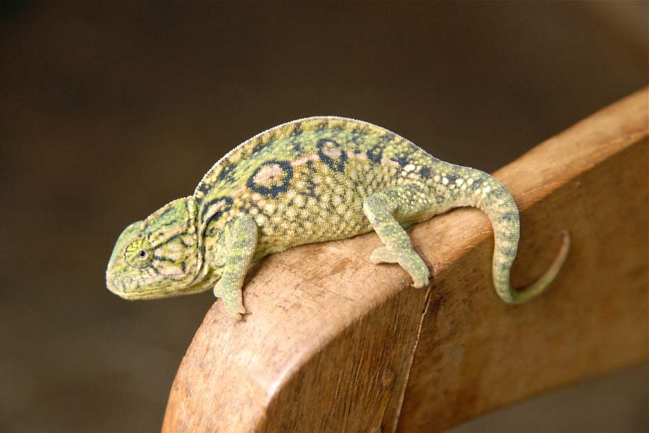 Madagascar Green Chameleon Animal