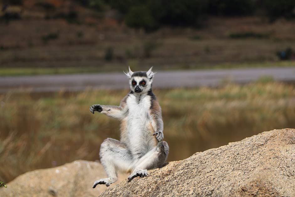 Lemur Madagascar Nature Animal
