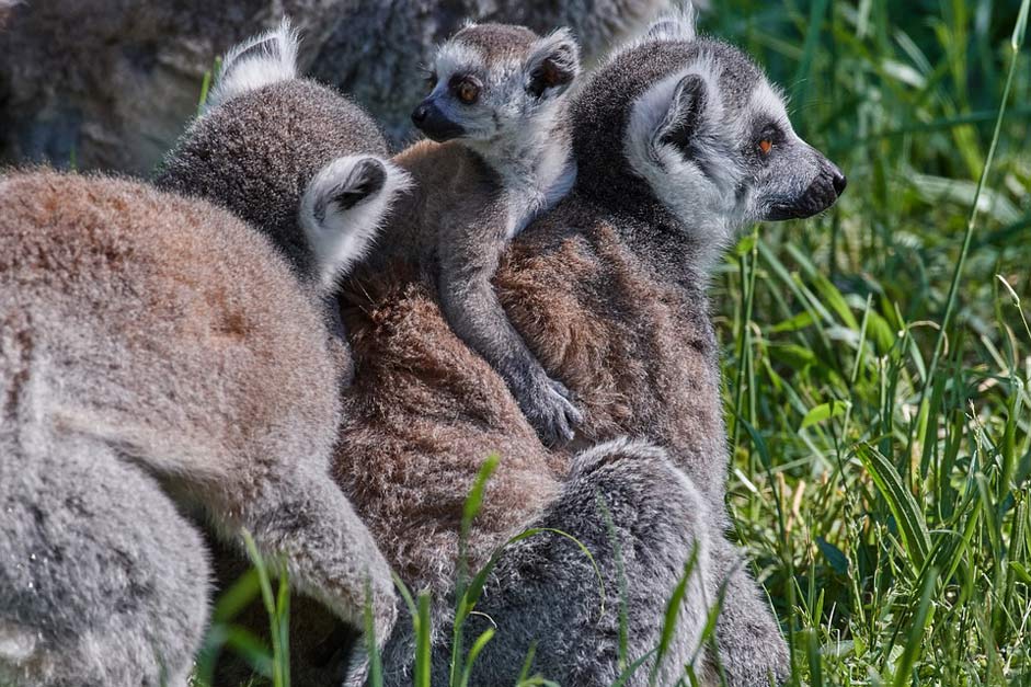 Young-Animals Family Lemur Ape