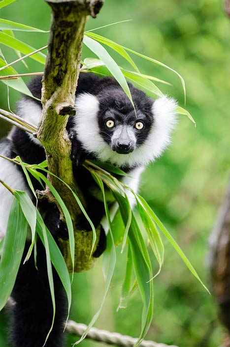  Madagascar Wildlife Black-And-White-Ruffed-Lemur