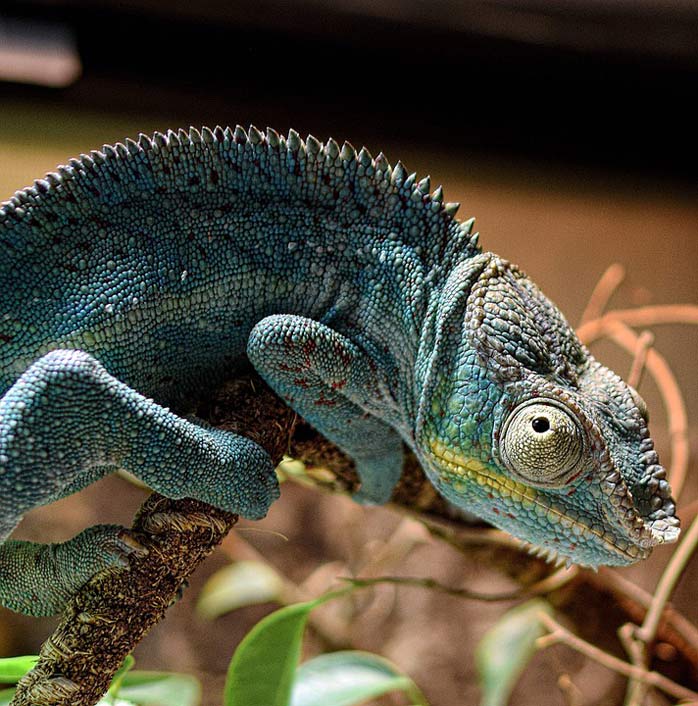 Scale Schuppenkriechtier Panther-Chameleon Chameleon