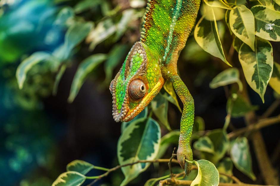 Reptile Furcifer-Pardalis Prduckamleon Chameleon