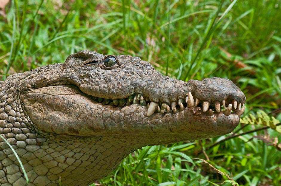 Madagascar Predator Alligator Crocodile