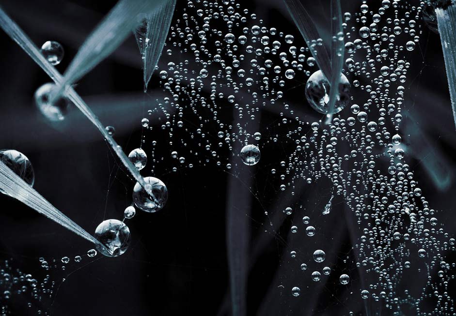 Nature Web Macro Droplets