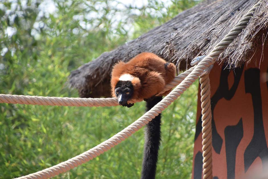 Zoo Wild Animal Lemur
