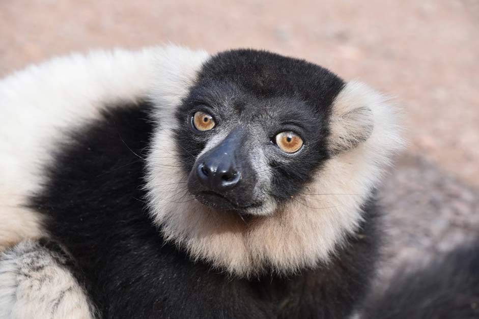 Mammals Wild Animal Lemur