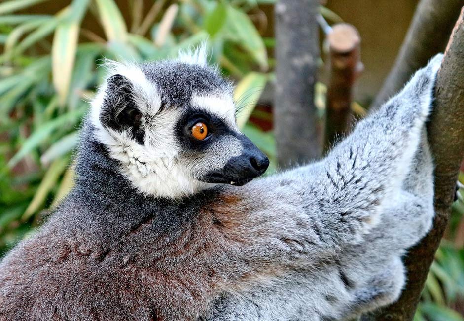 Primate Lemur-Catta Animal Lemur