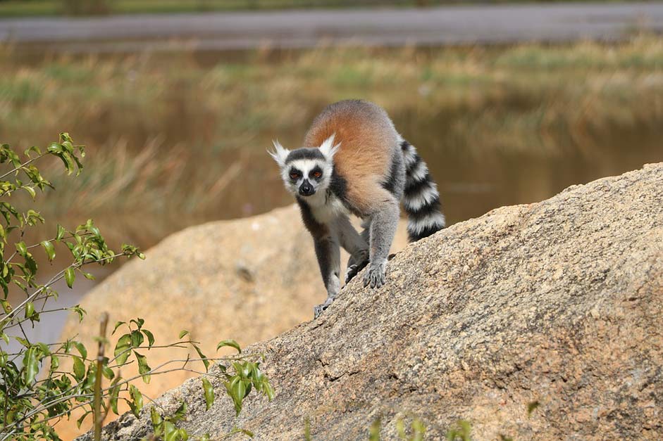 Madagascar Nature Animal Lemur