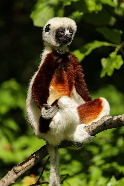 Madagascar Sifaka Coquerel'S-Sifaka Lemur