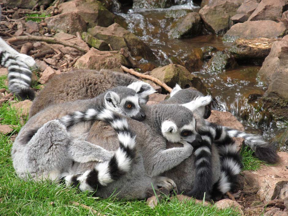 Cuddly Cute Cuddle Lemur