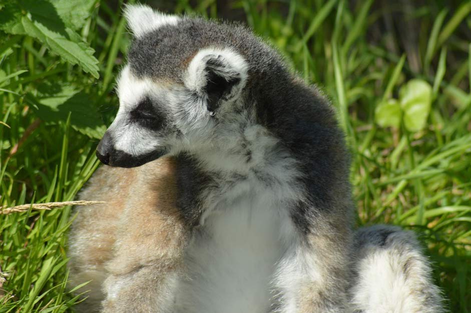 Animal Zoo Cute Lemur