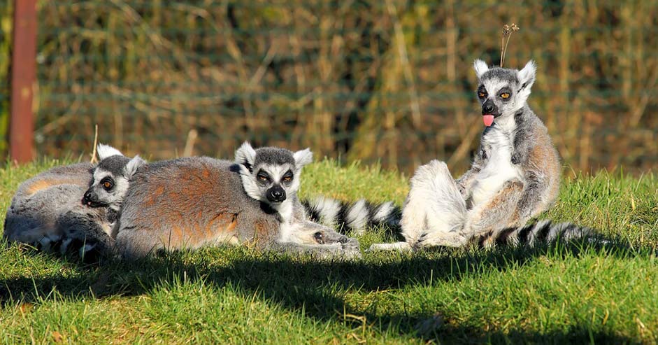 Lemur-Catta Mammals Lemurs Lemur