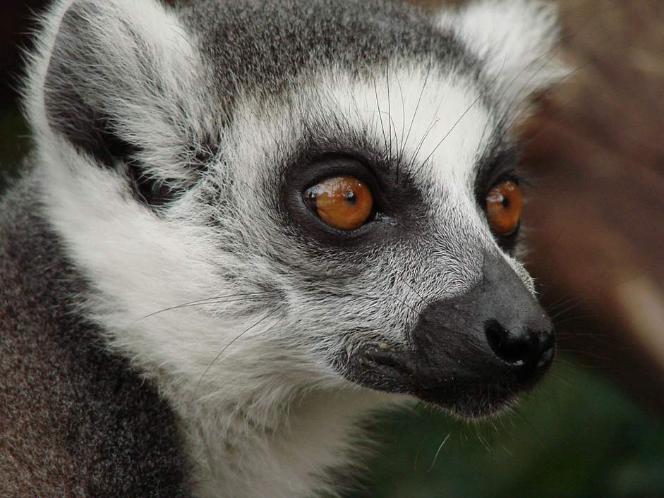 Animal-World Monkey Madagascar Lemur