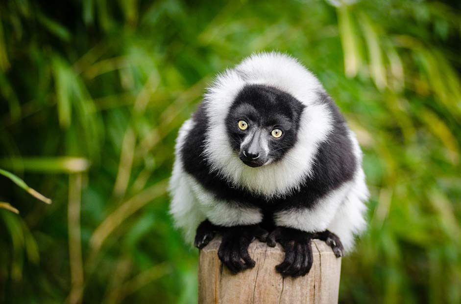 Funny Primate Madagascar Lemur