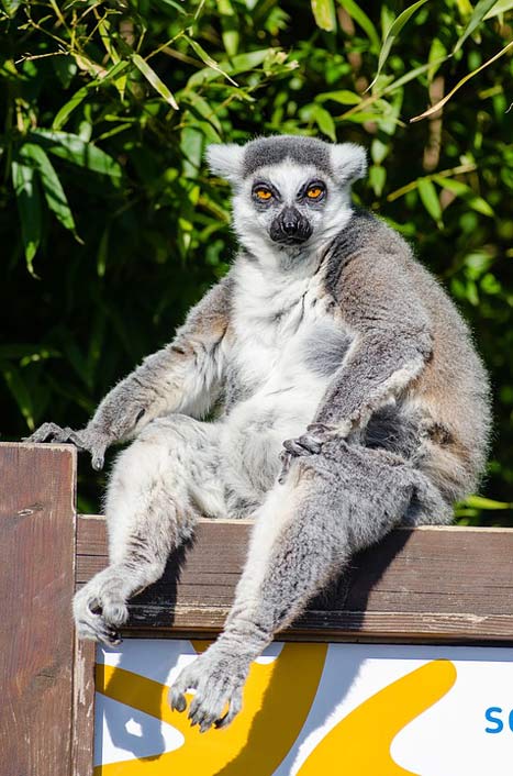 Monkey Primate Madagascar Lemur