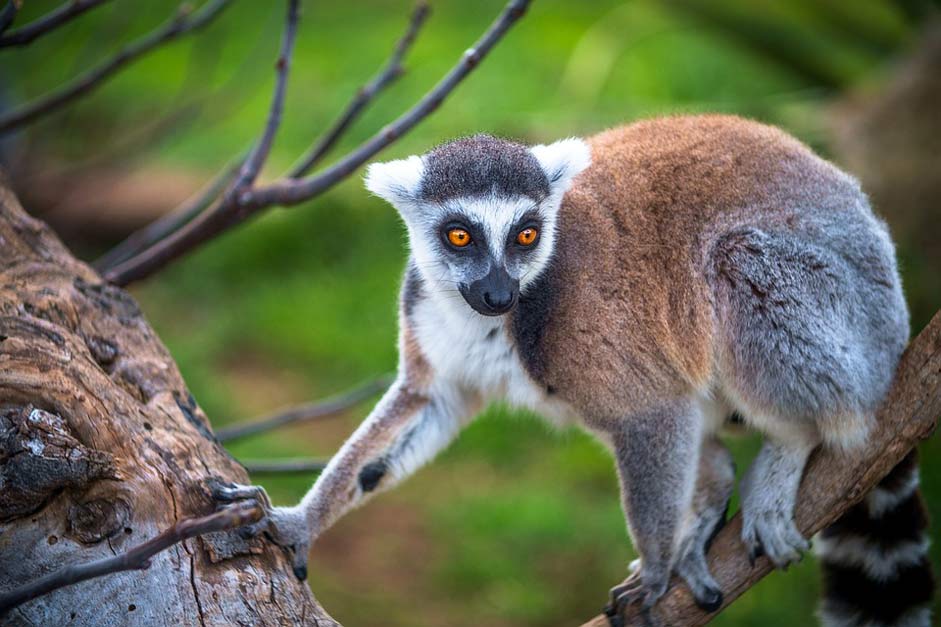 Madagascar Primary Monkey Lemur