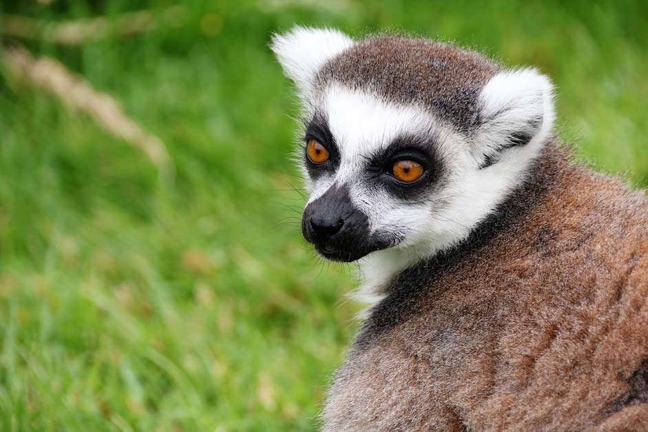 Animal Madagascar Monkey Lemur