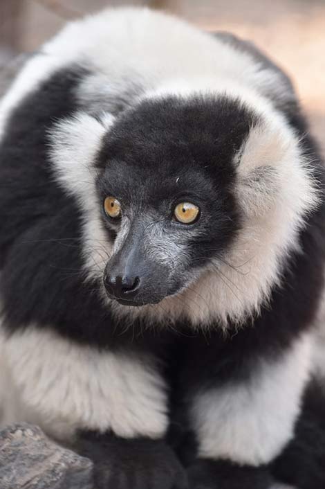 Animal Wild Nature Lemur