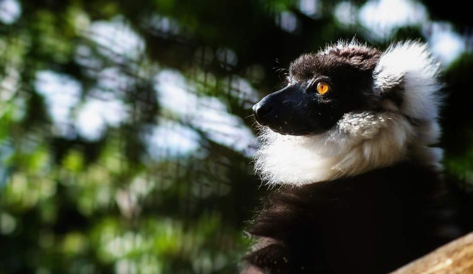 Nature Zoo Profile Lemur