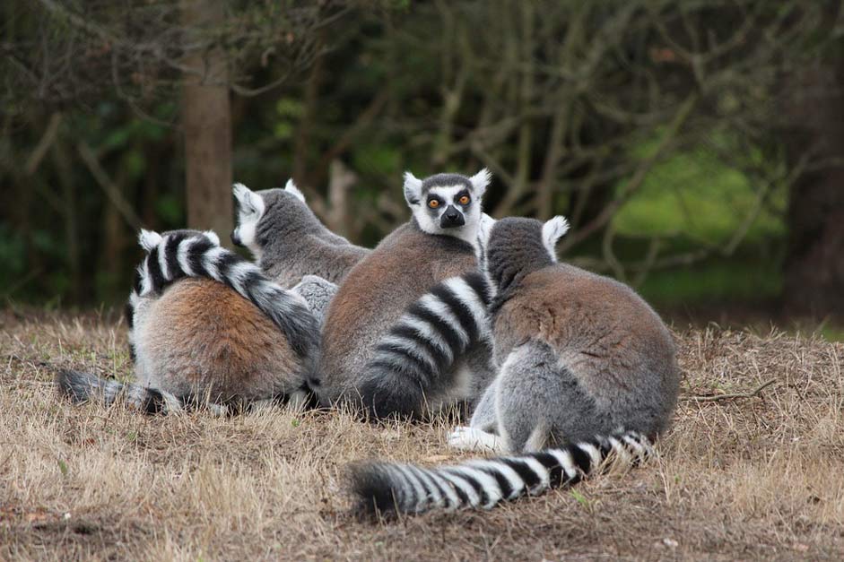 Wild Animal Ring-Tailed Lemur