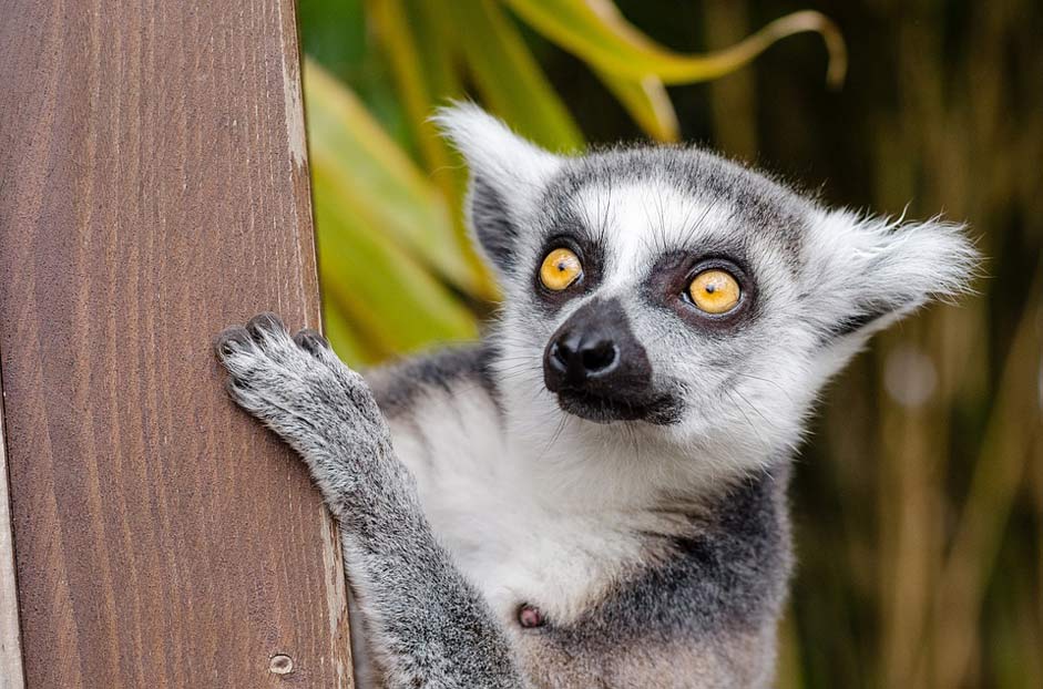 Mammal Primate Ring-Tailed-Lemur Lemur