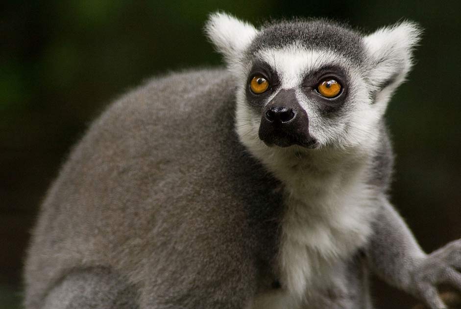 Mammal Primate Ring-Tailed-Lemur Lemur