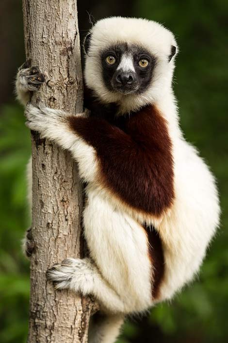 Coquerel'S-Sifaka Madagascar Wildlife Lemur