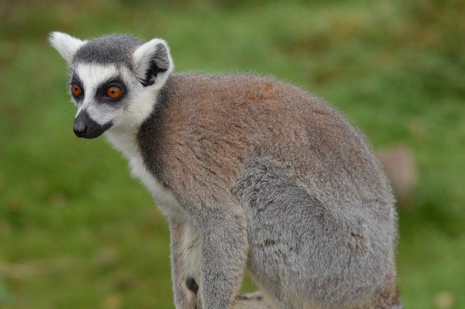 Focused Attention Zoo Lemur