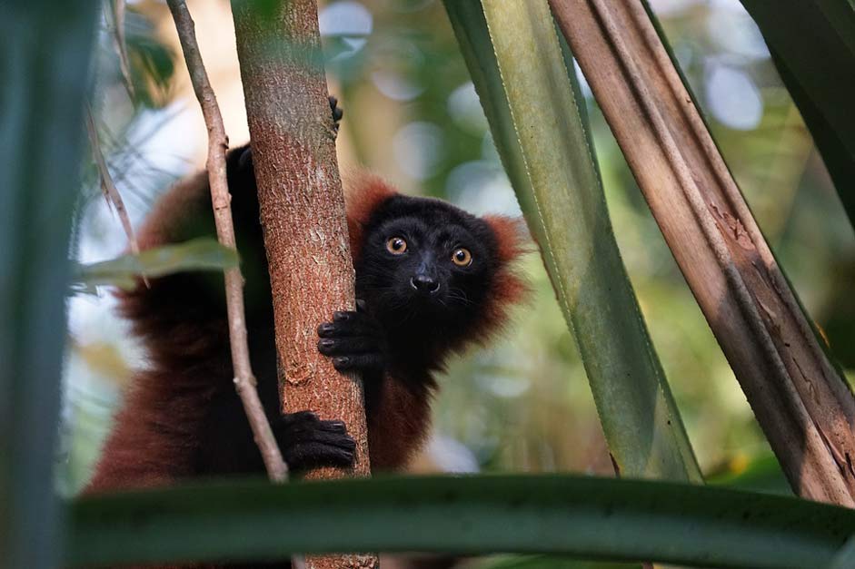 Rainforest Masoala Zoo Lemur