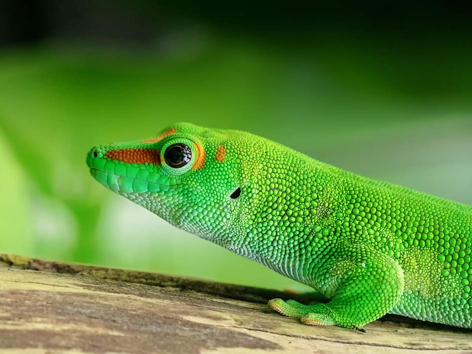 Scale Day-Gecko Madagascar Lizard