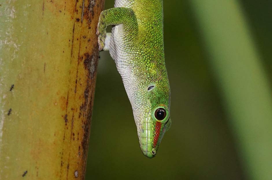 Green Madagascar-Day-Gecko Scale Lizard