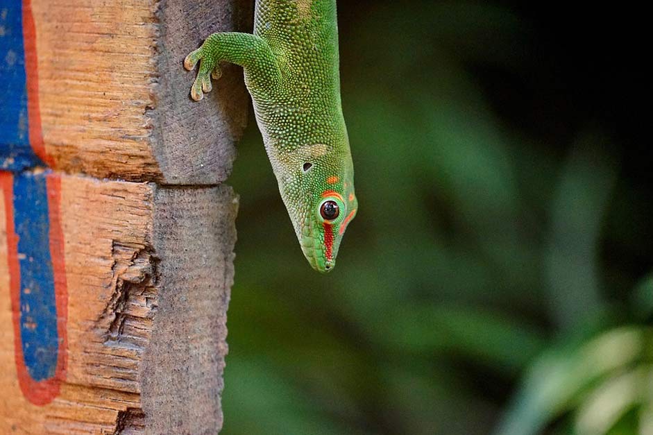 Zoo Rainforest Masoala Madagascar-Day-Gecko