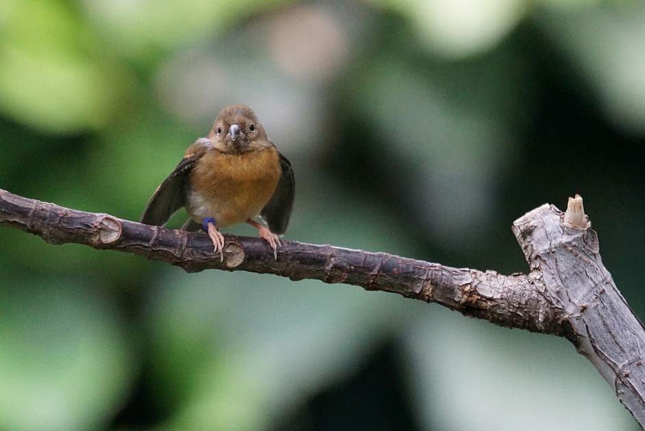 Small Tropics Songbird Madagascar-Madagascar