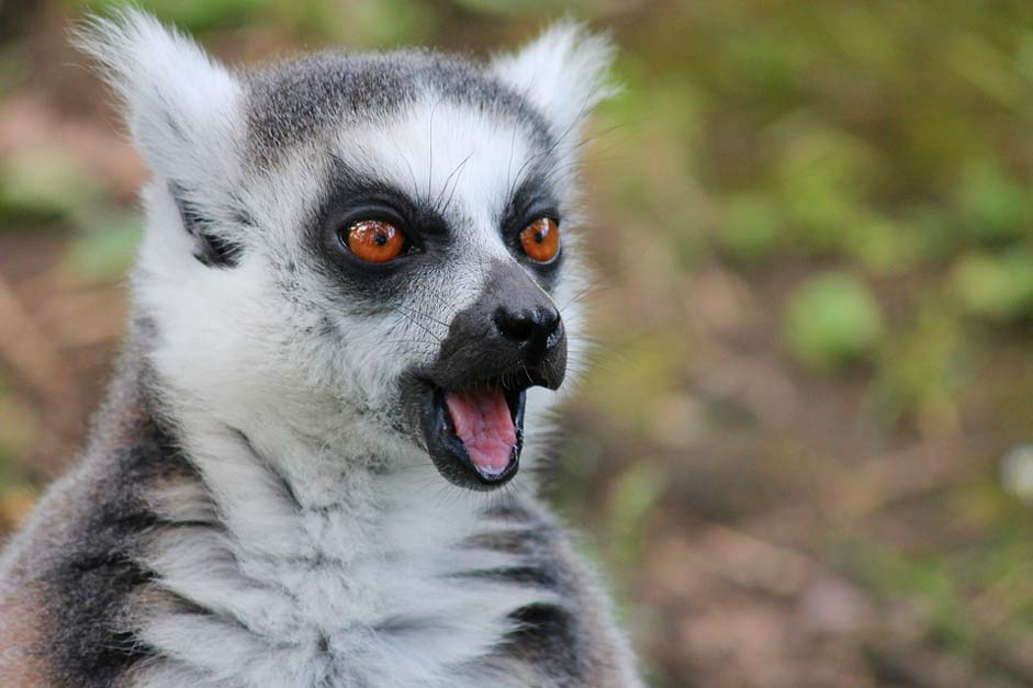 Scared Lemur-Monkey Lemur Maki
