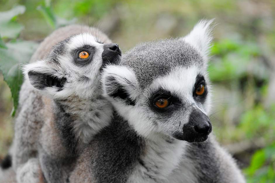 Dam Lemurs-Monkeys Lemur Makis
