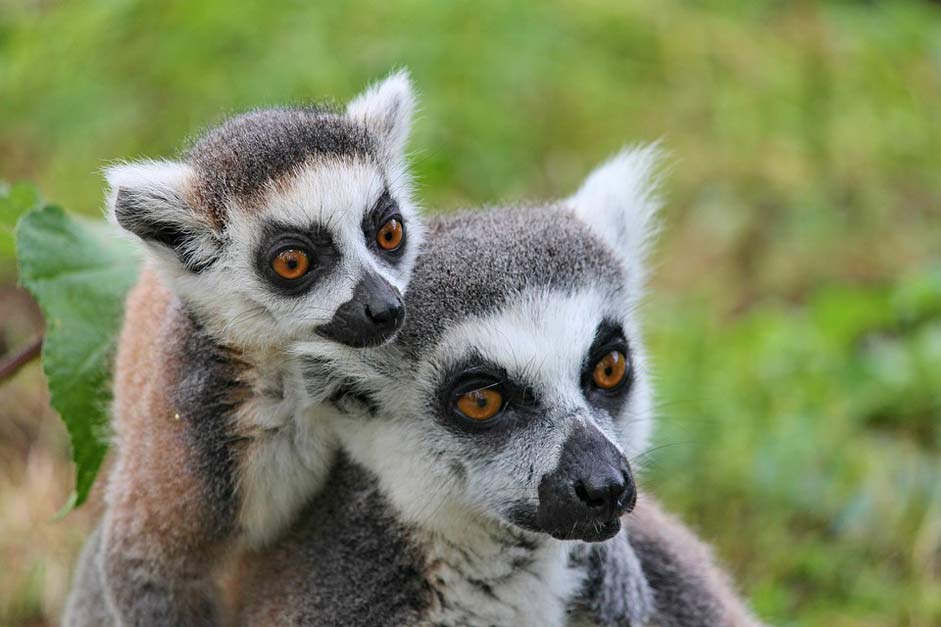Dam Lemurs-Monkeys Lemur Makis
