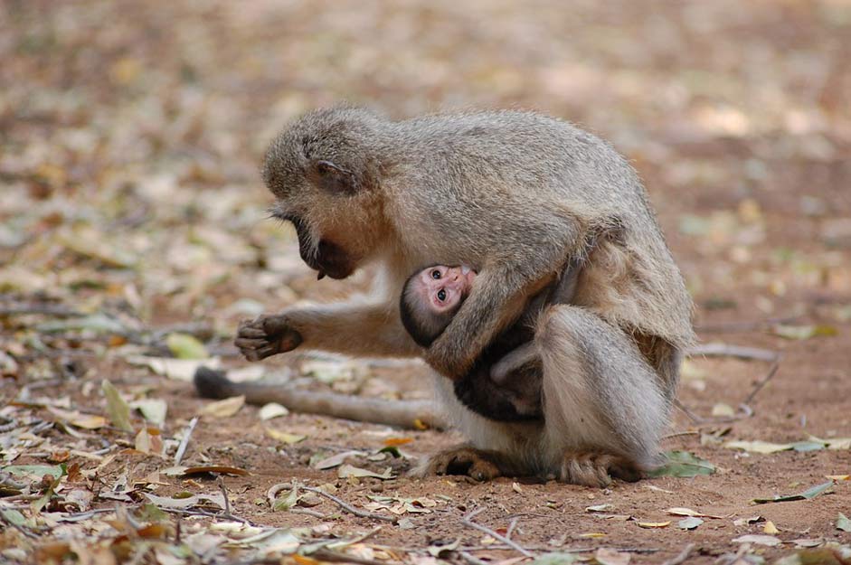 Wildlife Habitat Zoo Monkey