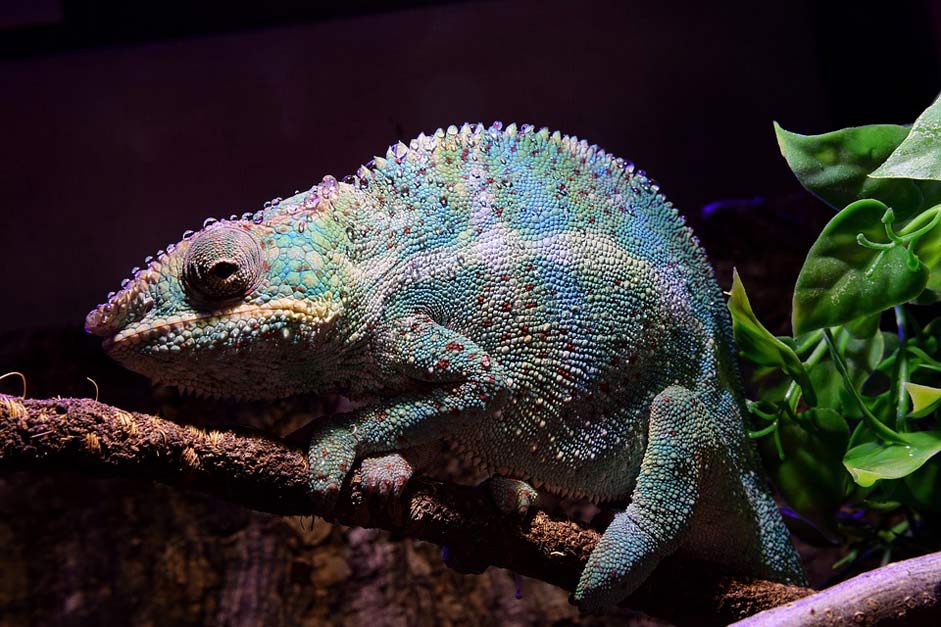 Tired Drop-Of-Water Chameleon Panther-Chameleon