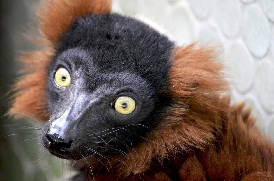 Ape Primates Lemur Red-Maki