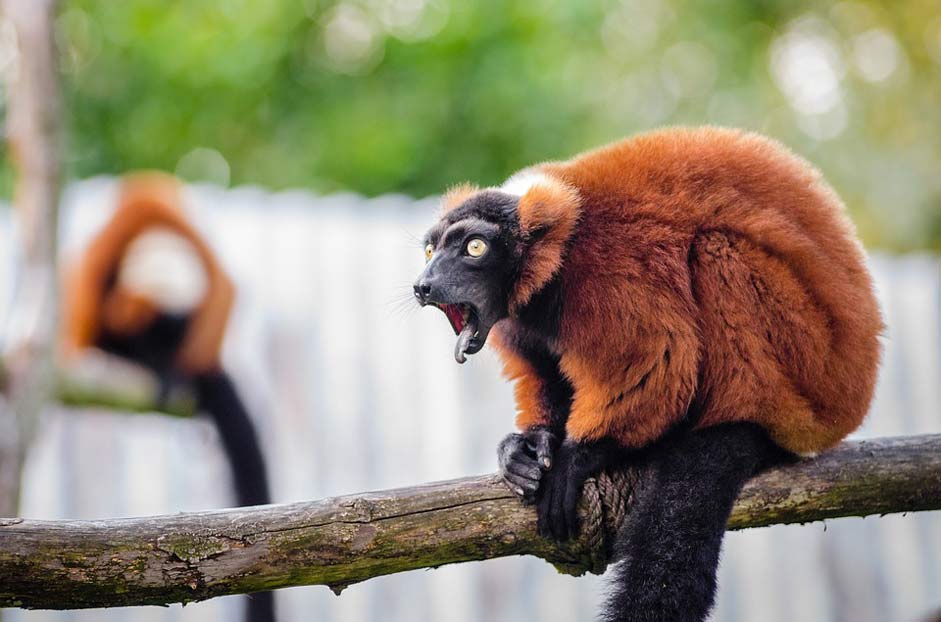Nature Madagascar Wildlife Red-Ruffed-Lemur