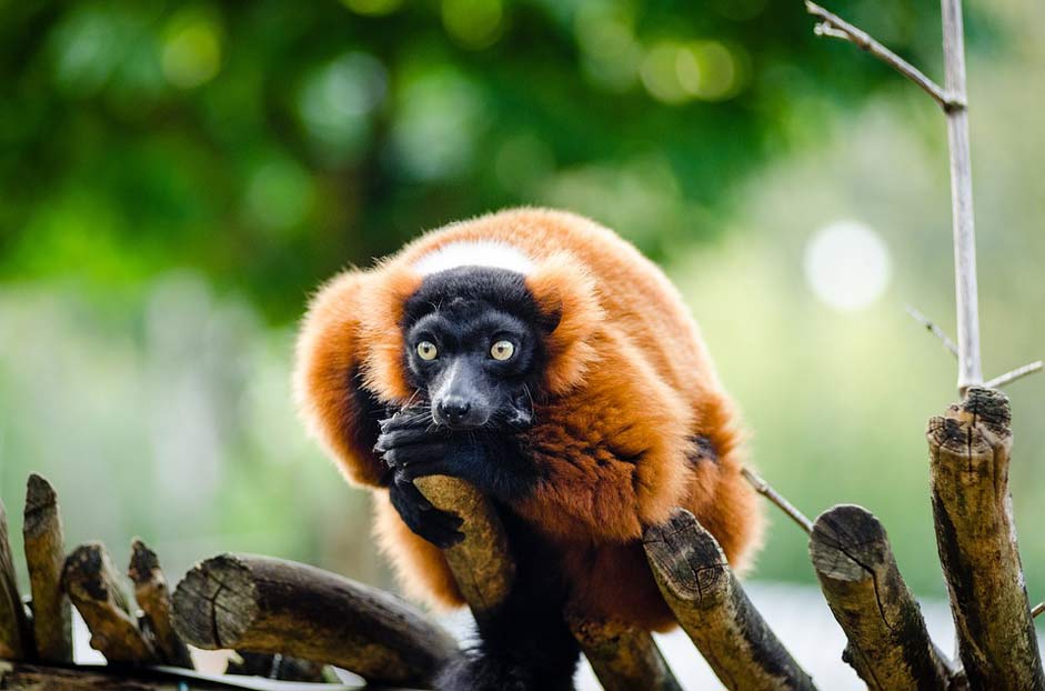 Nature Madagascar Wildlife Red-Ruffed-Lemur