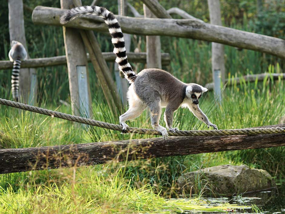 Prosimians Madagascar Lemur Ring-Tailed-Lemur