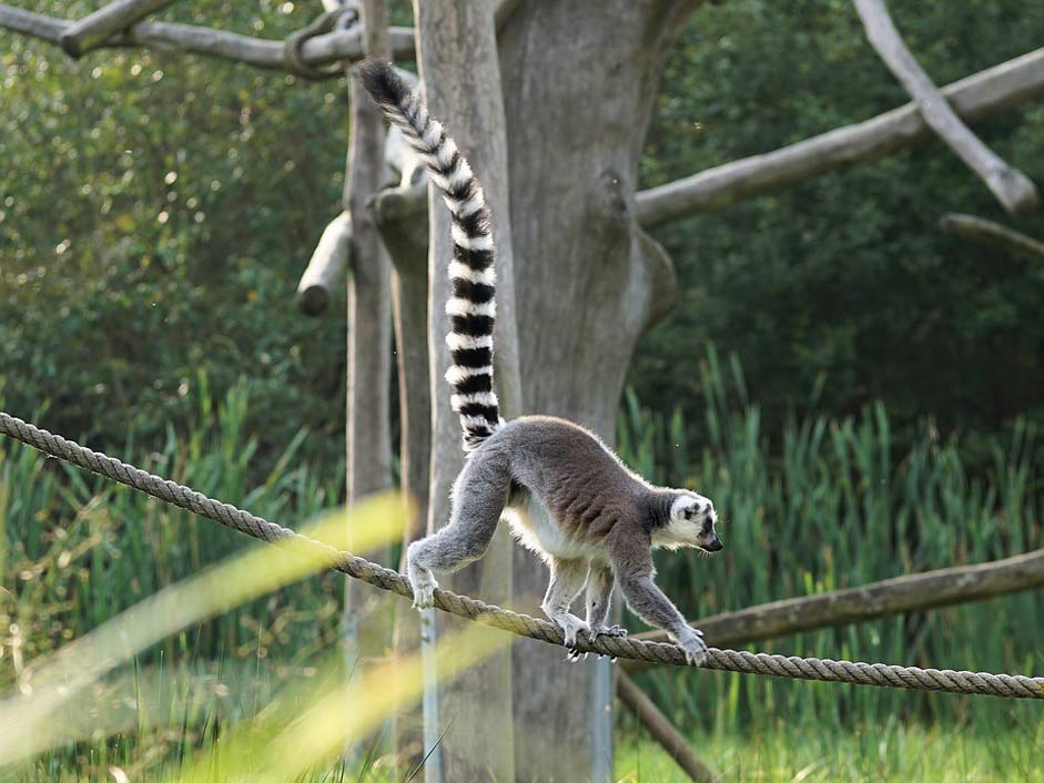 Prosimians Madagascar Lemur Ring-Tailed-Lemur