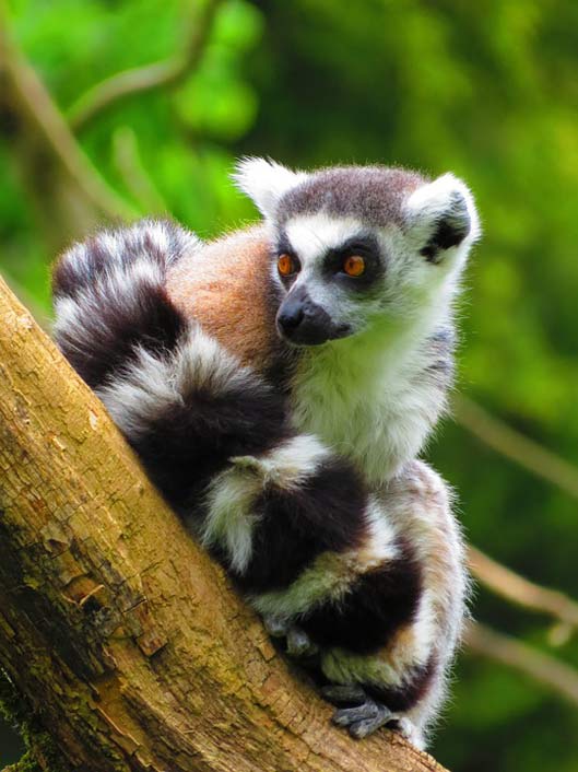 Madagascar Mammal Lemur Ring-Tailed-Lemur