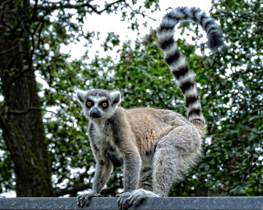 Ape Lemur Lemur-Catta Ring-Tailed-Lemur