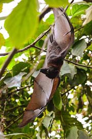 Tree Bat Animal-World Nature Picture