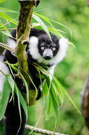 Black-And-White-Ruffed-Lemur  Madagascar Wildlife Picture
