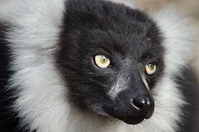Black-And-White-Ruffed-Lemur  Madagascar Wildlife Picture