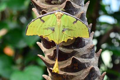 Madagascar-Moon-Moth Insect Bug Moth Picture